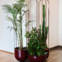 Nola planters anki gneib