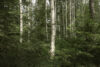 Artek and the forest 1